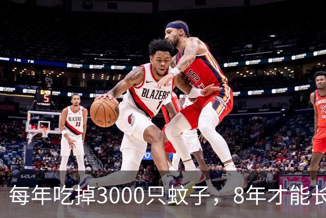 每年吃掉3000只蚊子，8年才能长大，却被人类作为美食大量捕捉