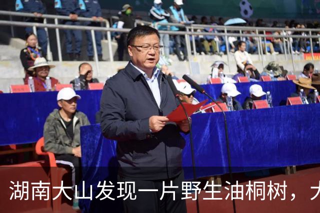 湖南大山发现一片野生油桐树，大的有四五十年，全株有毒少人识